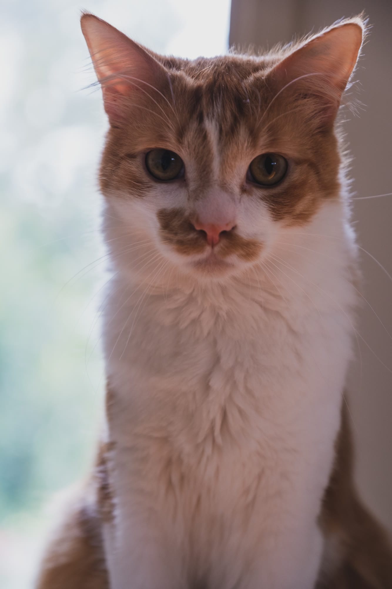 Leonardo Di Catrio, a ginger and white cat, looking straight at the camera beside a window